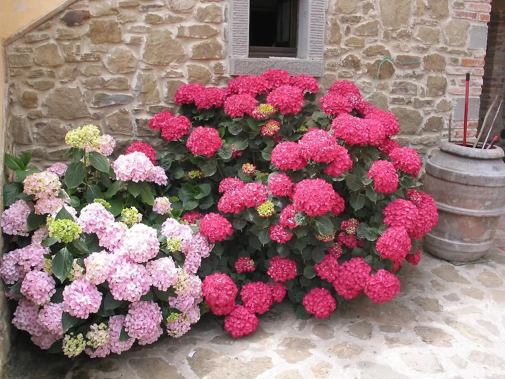 Agriturismo La Loccaia Villa Ciggiano Italy